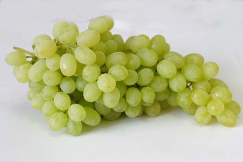 Tripolis Kültür, Üzüm ve Nar Festivali Başlıyor!